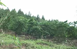 Vì sao đồng bào thiểu số Khánh Hòa phải bán sớm keo non?